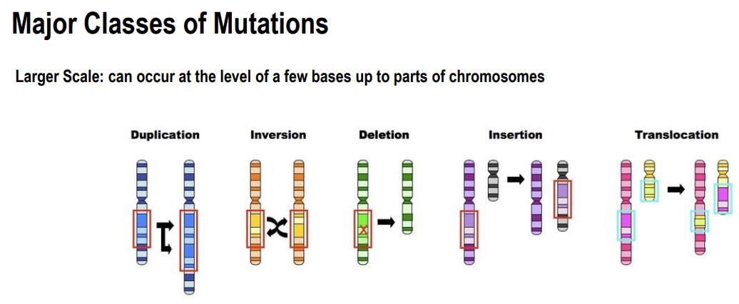 <p>occur at chromosomal level</p><p></p><p><strong>Duplication</strong>: </p><ul><li><p>large sections of chromosome is duplicated&nbsp;</p></li><li><p>often occur during replication</p></li></ul><p></p><p><strong>Inversion</strong></p><ul><li><p>a segment of chromosome is inverted</p></li></ul><p></p><p><strong>Deletions:</strong></p><ul><li><p>large scale deletions&nbsp;</p></li></ul><p></p><p><strong>Insertions:</strong></p><ul><li><p>Large scale insertions</p></li></ul><p></p><p><strong>Translocation:</strong></p><ul><li><p>swap of DNA between 2 different chromosomes&nbsp;</p></li></ul><p></p>