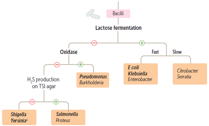 <p>Very important to separate enterobacterales into lactose fermenters and non-fermenter</p><p>Note: In the image, disregard Oxidase, they’re all Oxidase negative</p>