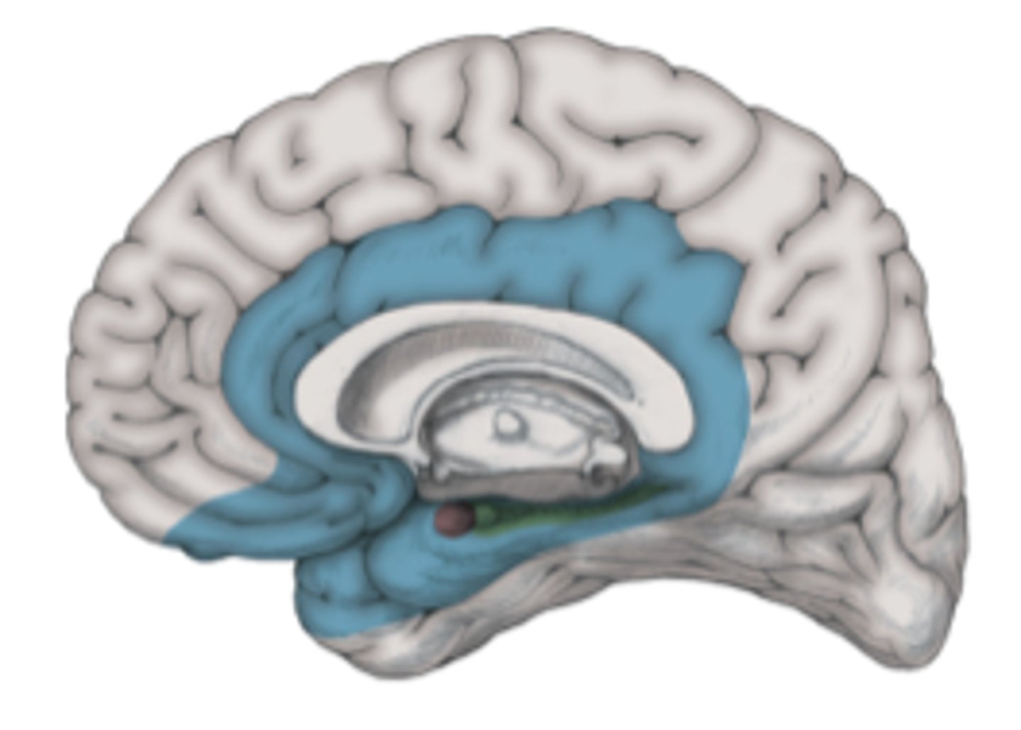 <p>encircles telencephalon-diencephaalon junction</p>