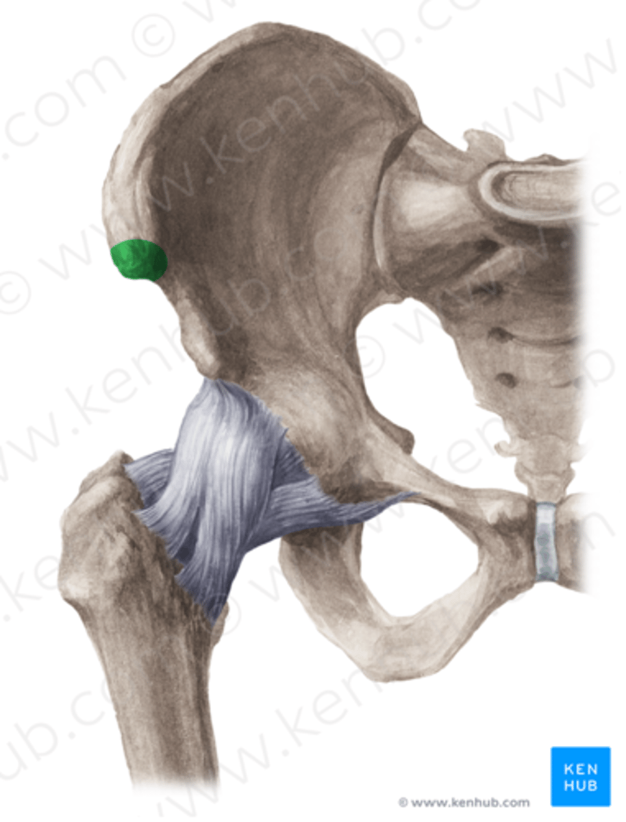 <p>spina iliaca anterior superior</p>