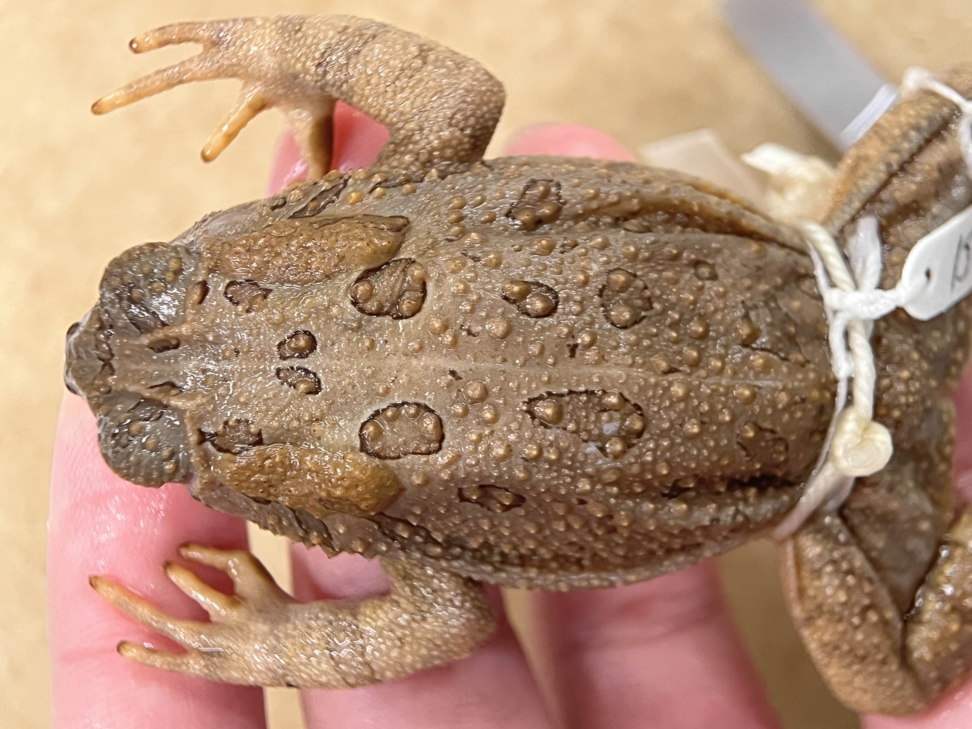 <p>Family + species?</p><ul><li><p>Faint white dorsal stripe</p></li><li><p>less elongated parotoid gland</p></li><li><p>spots not related to wart locations</p></li><li><p><strong>Cranial crest hugs around eye</strong></p></li></ul><p></p>