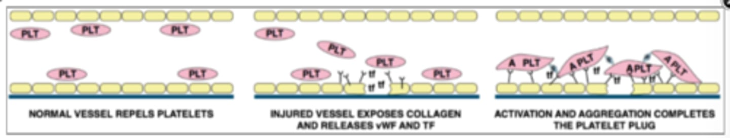 <p>What: Platelets stick together at the injury site</p><p>Why: Vascular Endothelial Cells release vWf --&gt; platelets adhere to the exposed collagen --&gt; platelets secrete ADP and TXA2 --&gt; attract more platelets</p>