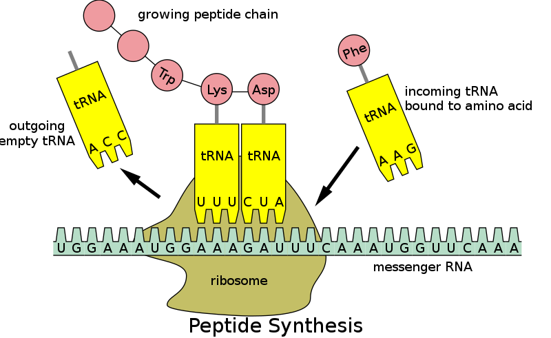 <p>Transfer RNA, the molecule that carries amino acids to the ribosome during translation.</p>