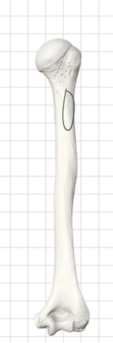 <p>runs from the surgical neck to the deltoid tuberosity</p>