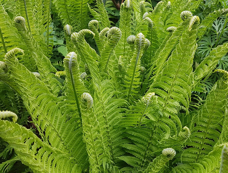 <p>Ferns</p>