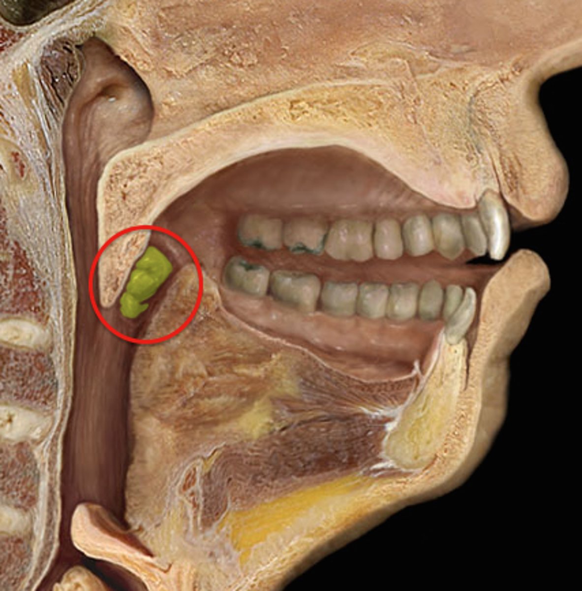 <p><em>identify the structure:</em></p>