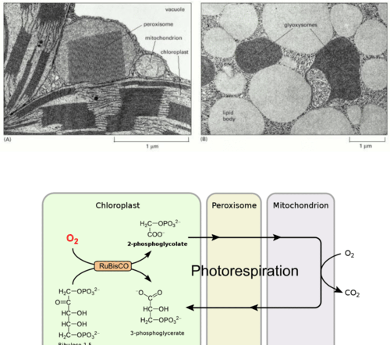 <p>- unique to plants</p><p>- glyoxylate cycle in endosperm or cotyledons of germinating seeds</p><p>- stored energy --> smn usable</p>