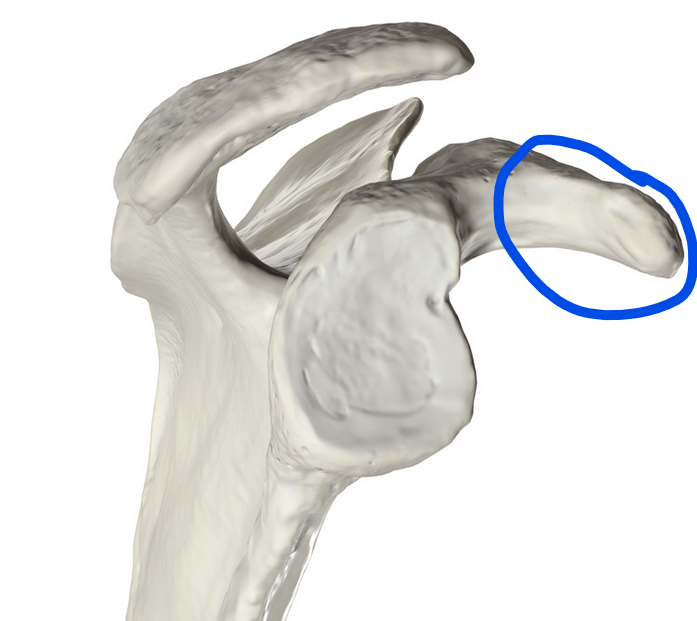 <p><span>Small, hook-like bony projection on the scapula that helps stabilize the shoulder joint and serves as an attachment point for several muscles and ligaments</span></p>