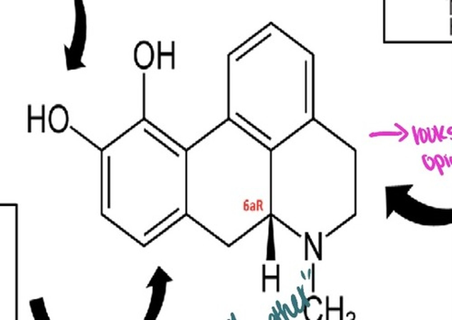 <p>condensation of morphine + HCl</p><p>cycloplegic agent</p>