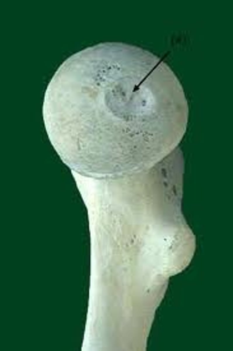 <p>small, nonarticular depression near the center of the FEMORAL HEAD</p>