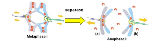 <ol><li><p>als bivalenten correct zijn vastgehecht: cohesines aan chromosoomarmen worden afgebroken door separase, cohesines blijven thv centromeren</p></li><li><p>cohesines thv centromeer gaan pas worden verwijderd bij<strong> meiose II</strong></p></li></ol><p></p>