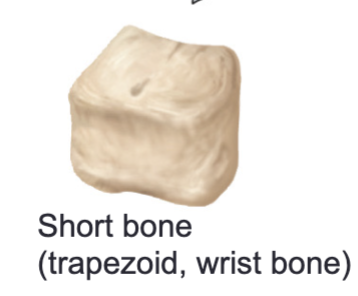 <p>Short bones</p>