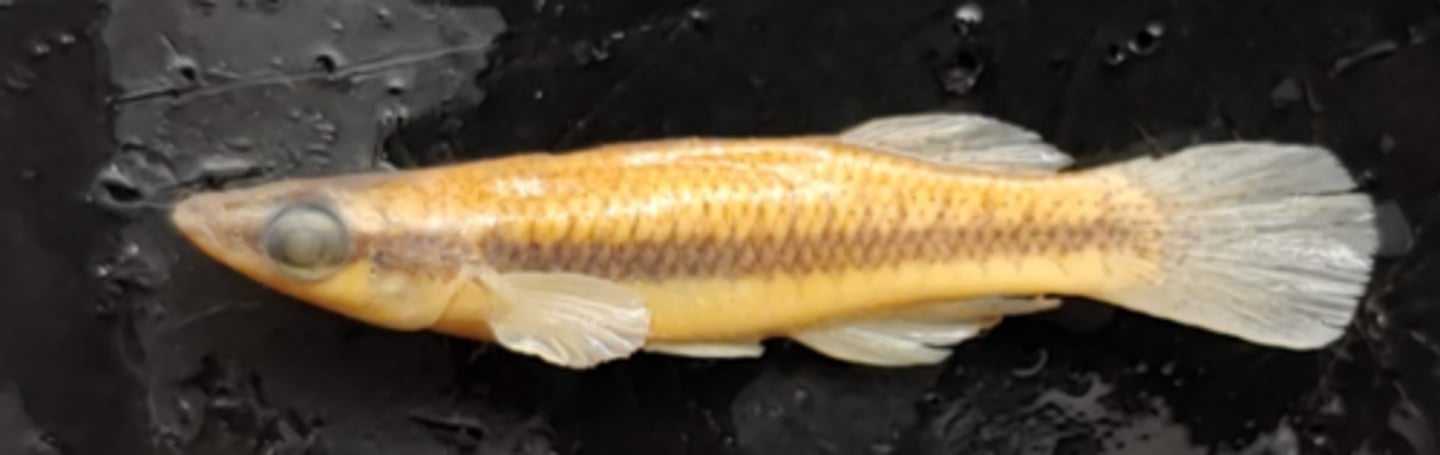 <p>dorsal fin insertion farther than anal</p>