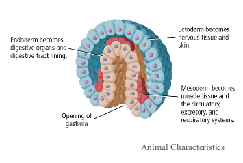 a few cells that form a two-layer sac with an opening at one end from the blastula