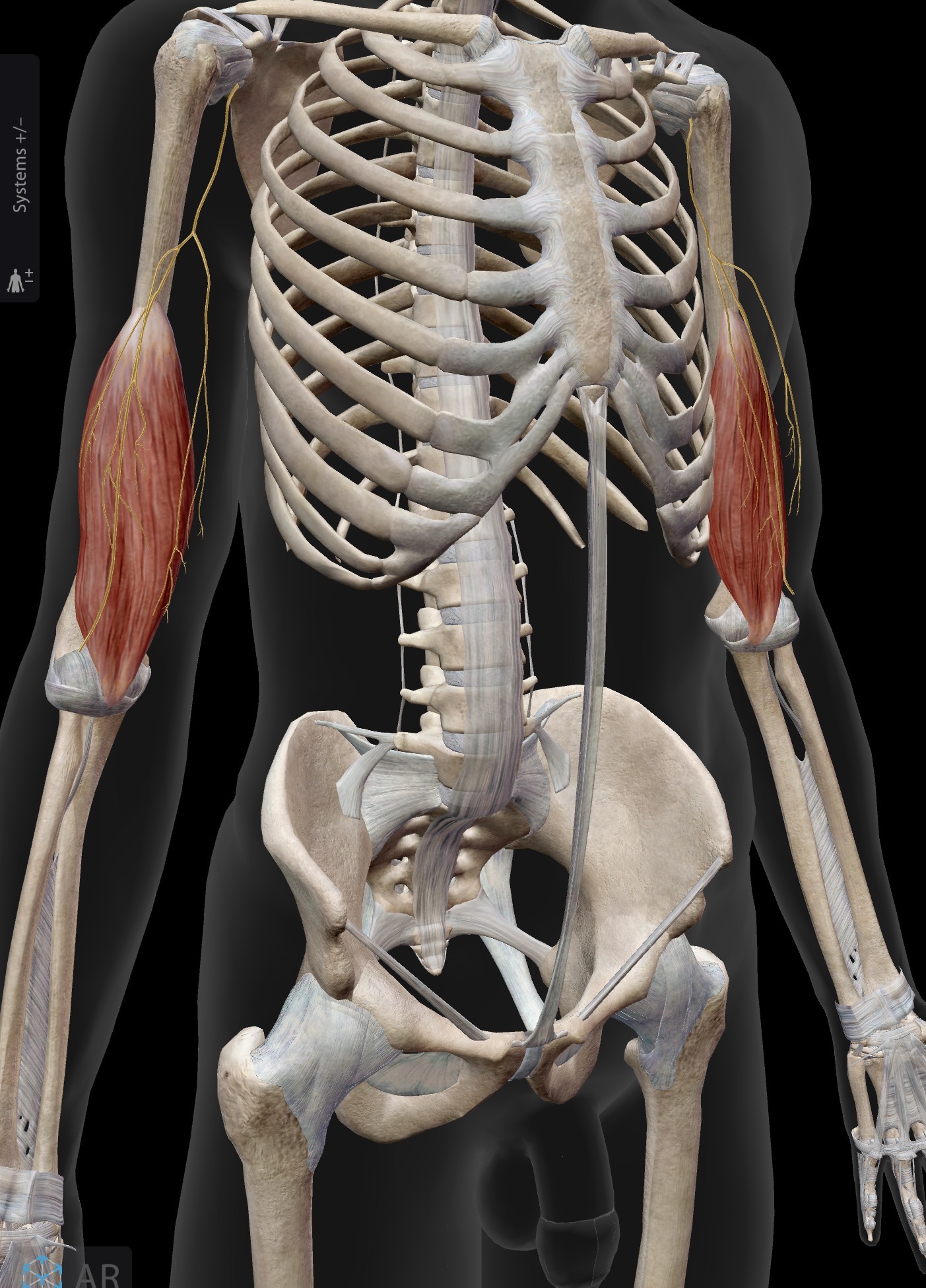 <p>Name the muscle and corresponding letter ( O = origin, I = insertion, A = actions, IN = innervation)</p><p>O</p><p>I</p><p>A</p><p>IN</p>