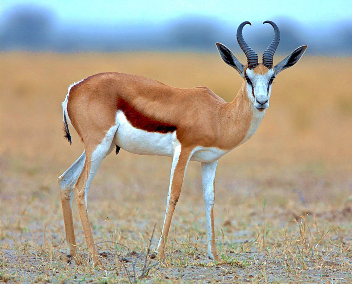 <p>Chobe NP, Okavango Delta, Etosha NP, Spitzkoppe, Swakopmund, Sesriem, Bethanie, Fish River Canyon, Orange river, Kruger NP</p>