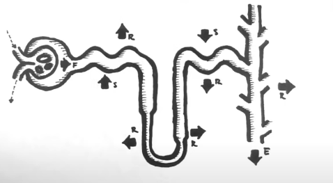 <p>Three processes nephron uses to clean blood and create urine/filtrate</p>