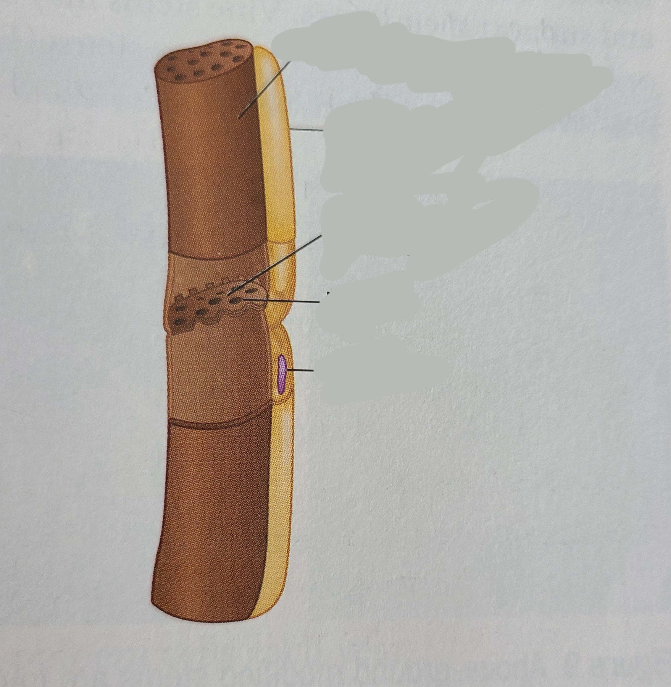 <p>label the phloem cell</p>