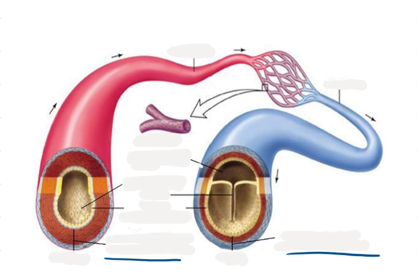 <p>8.7 label this diagram of an artery and vein</p>