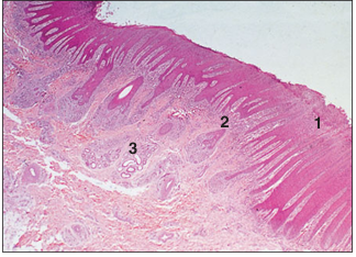 <p>name of histologic slide:</p><p>Specie:</p><p>Parts</p><p>1.__ 2.__ 3.__</p><p>Stain used:</p>