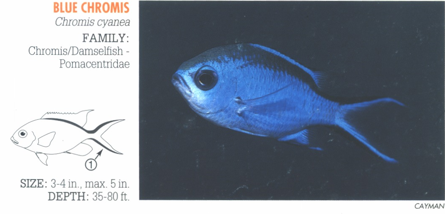 <p><span>Brilliant blue. 1. Slender, deeply forked tail with dark borders.</span></p>