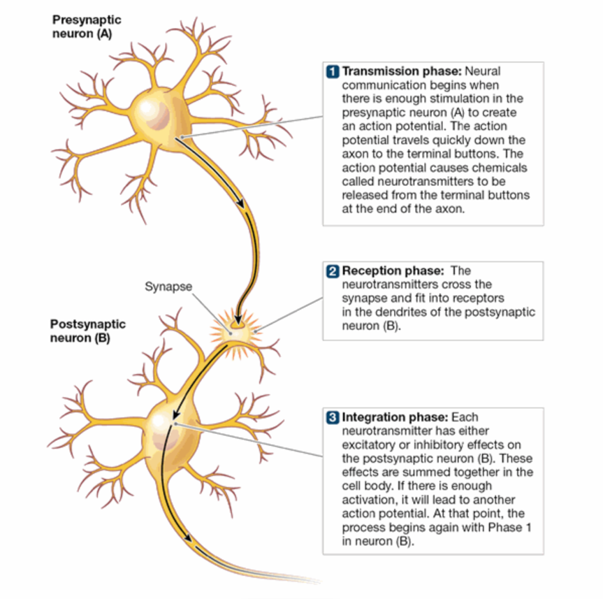 <p>neural communication begins when there is enough stimulation in the presynaptic neuron to create an action potential</p><ul><li><p>the action potential travels down the axon to the terminal buttons and causes neurotransmitters to be released from the terminal buttons at the end of the axon</p></li></ul>
