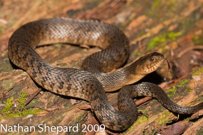 <p>aquatic generalist; south most part of GA; tiny black markings; greenish hue; keeled scales</p>