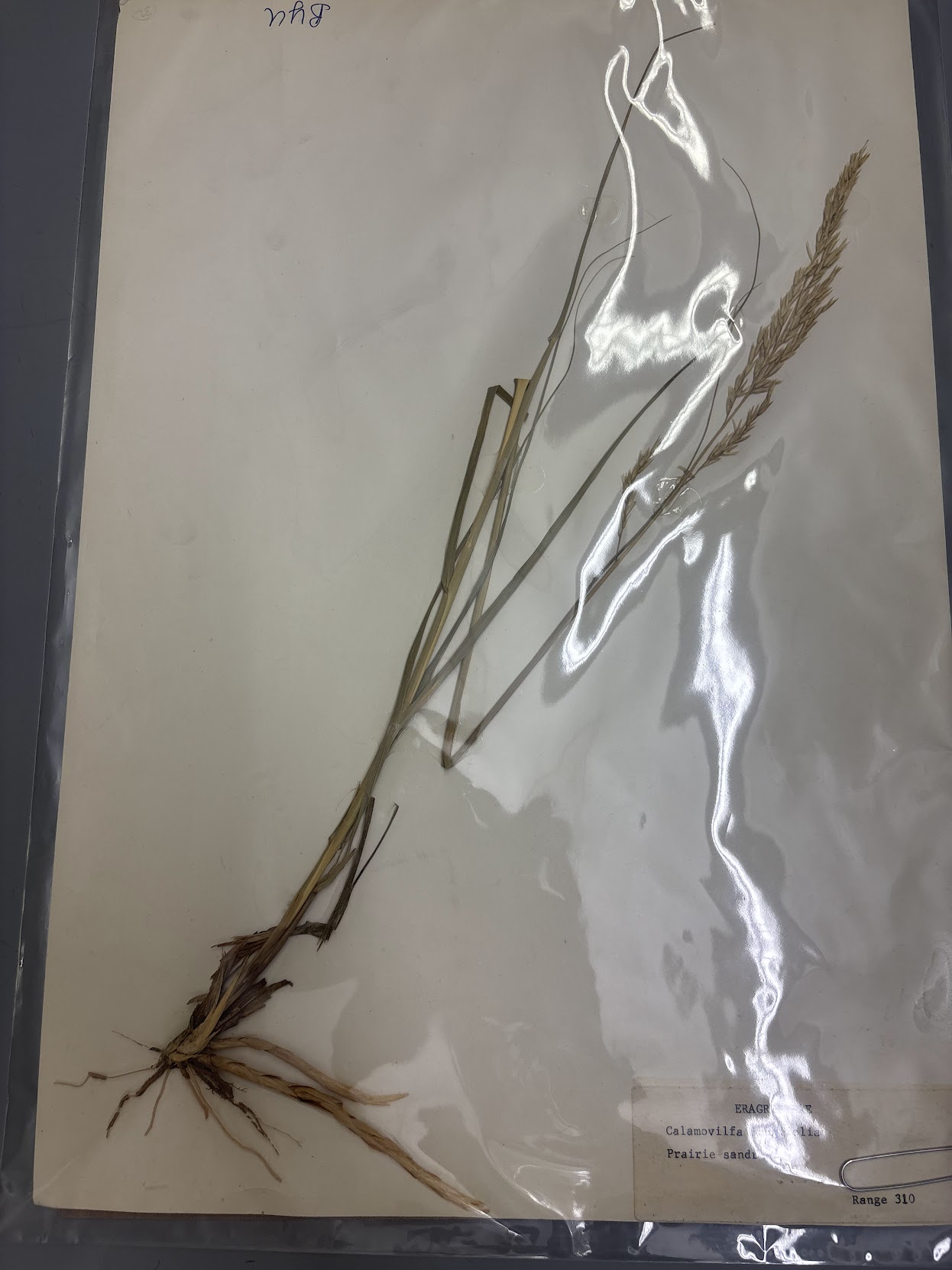 <p>Long leaves and inflorescence • Rhizomes stout and scaly , • 1 floret/spikelet • No awn • Short internodes</p>