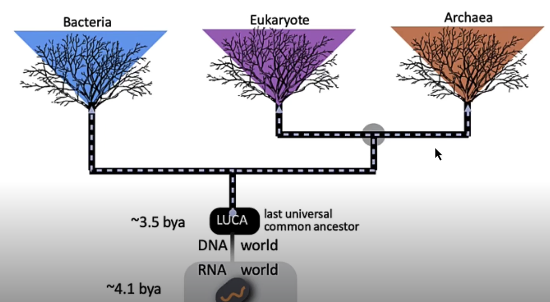 <p>bacteria, eukaryote, archaea</p><ul><li><p>but they can have cross-overs</p></li></ul><p></p>
