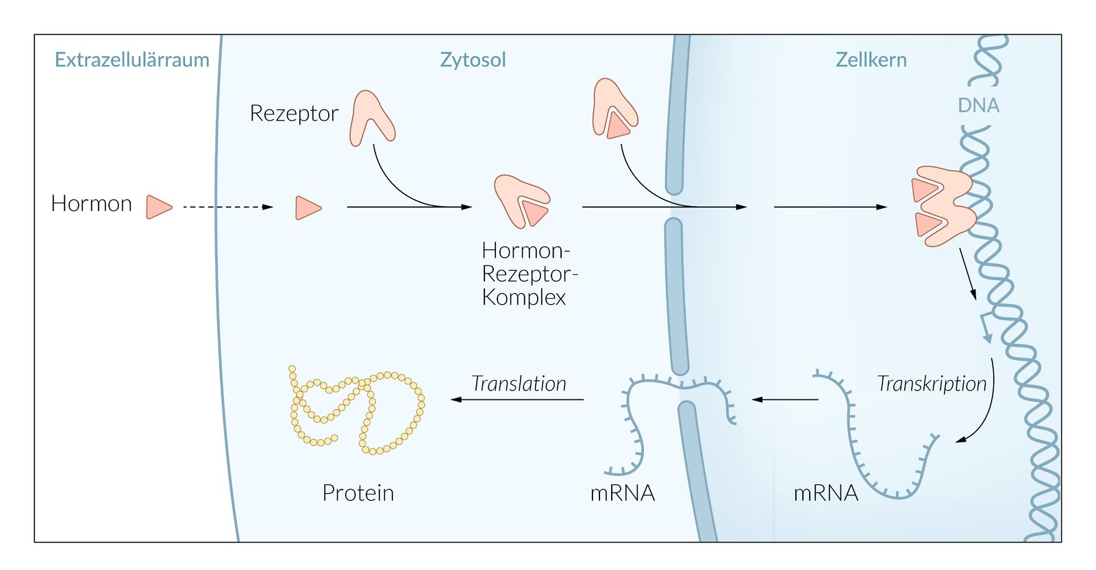 <p>C. all-trans-retinoic acid</p>