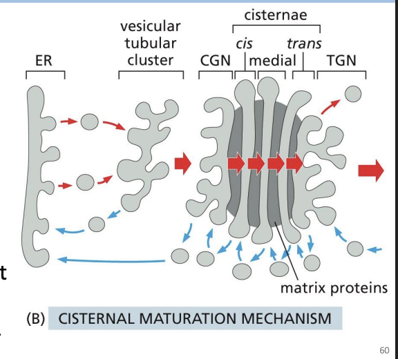 <p>• Cisterna formed by transport vesicles that originate in the ER </p><p>• Cisterna physically move from the cisend to the trans-end (change their composition as they move or “mature”) </p><p>• Resident proteins are retrieved back from the stacks - retrograde movement</p>