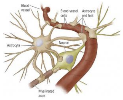 <ul><li><p>have their ‘end-feet’ on neurons &amp; blood capillaries </p></li><li><p>‘end-feet’ wrap around capillaries, creating a protective cover = Blood-Brain barrier </p></li><li><p>transport nutrients to neurons </p></li></ul><p></p>