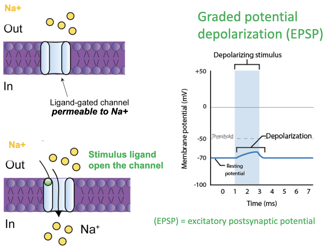 <ul><li><p><strong>Graded potential</strong>: is a <u>small local change in the membrane voltage</u></p></li><li><p>when a “<strong>stimulus</strong>” (ex:ligand) reaches the neuron membrane certain channels (like Na) open, <strong>positively charged ions (sodium) flow into the cell</strong></p></li><li><p>this makes the inside of the neuron slightly less negative (a small depolarization, also called excitatory postsynaptic potential (EPSP)</p></li><li><p><strong>EPSPs are additive</strong>: if enough occur close together, they can bring the neuron to threshold for an action potential</p></li></ul><p></p>