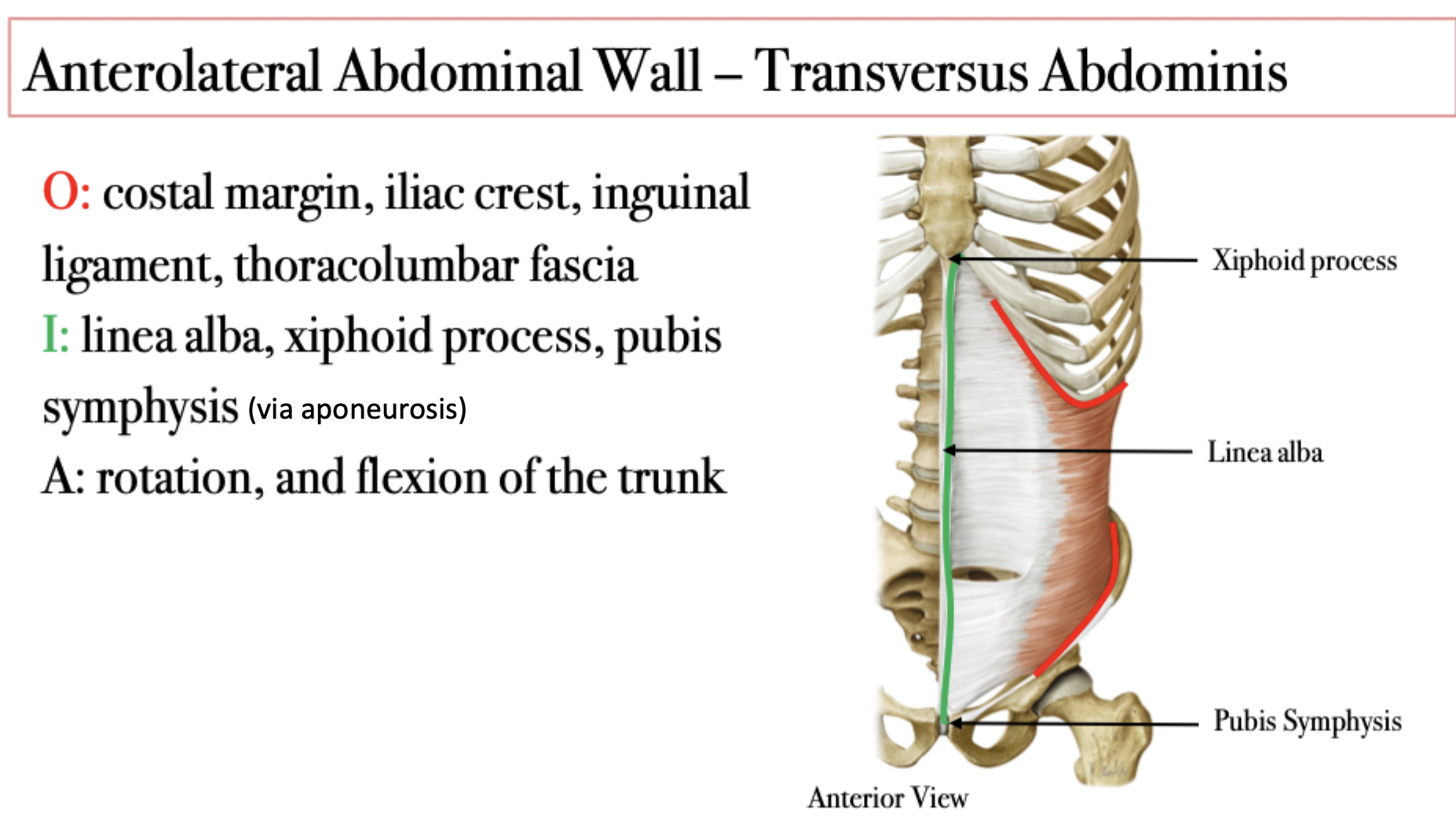 <p>Transversus Abdominus runs horizontally</p>