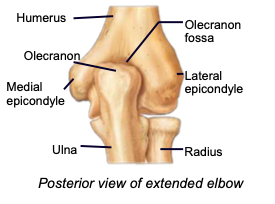<p>distal part of the humerus articulating with the olecranon process of the ulna </p>