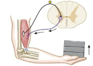 <p>What occurs when a load is added to the muscle?</p>