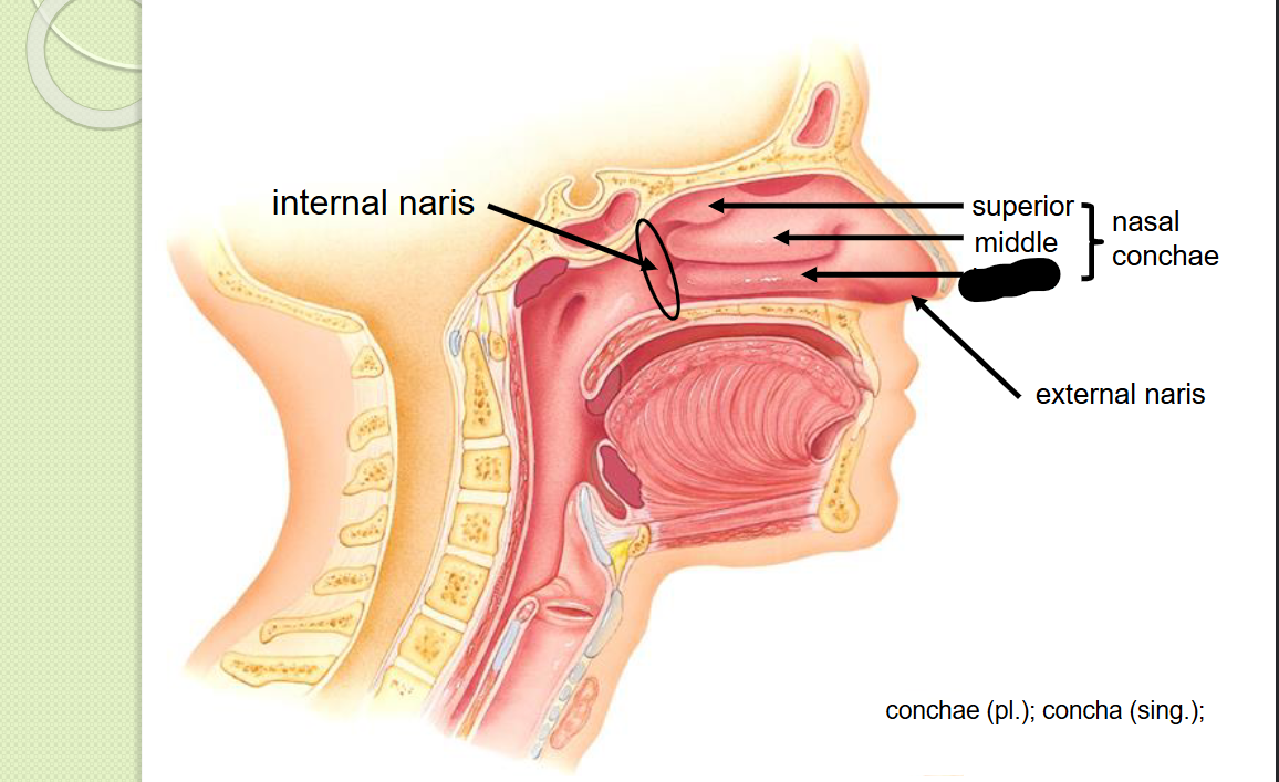 <p>What structure is this within the<strong> Nasal Cavity?</strong></p>