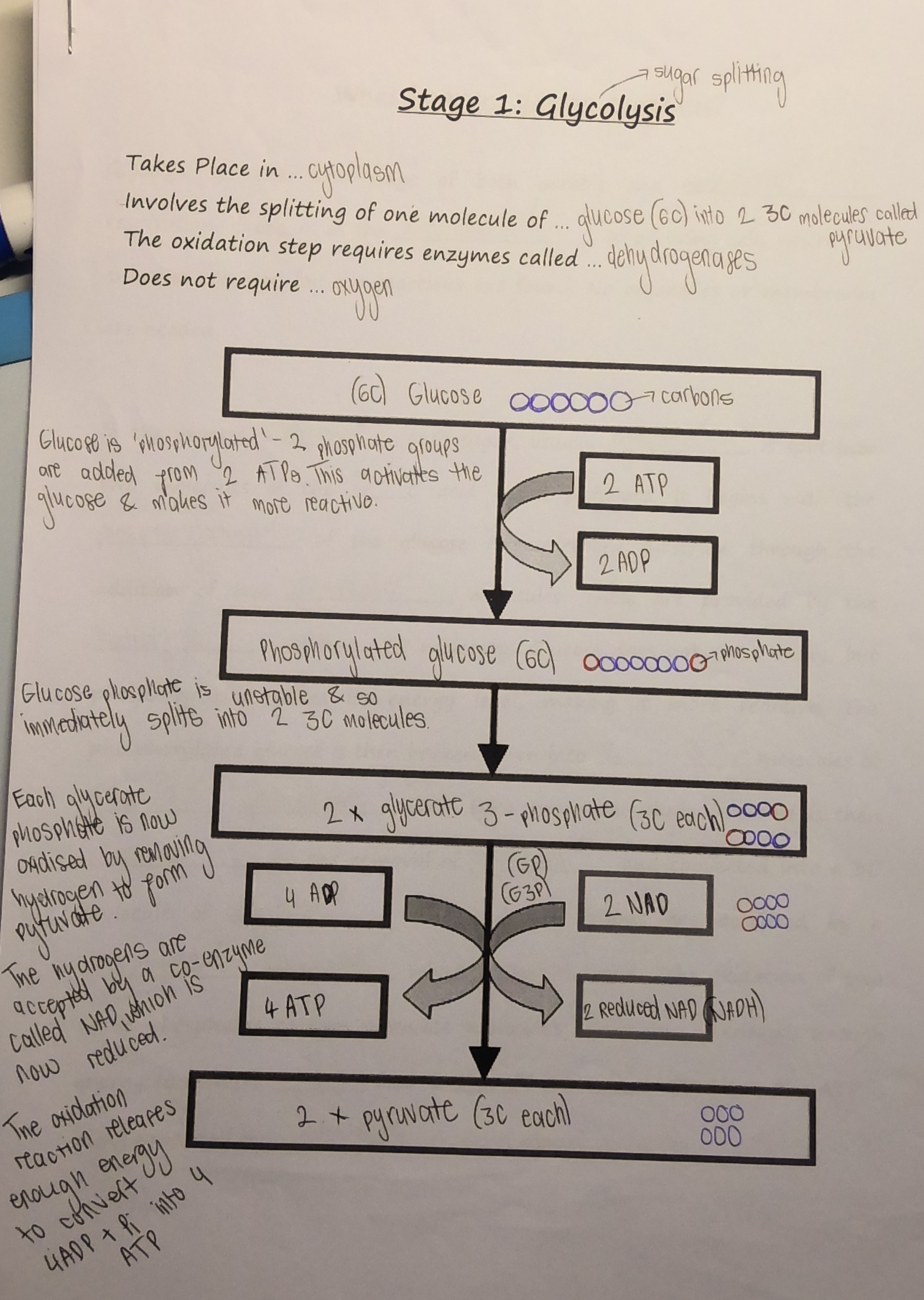 <p><strong><u>Glycolysis:</u></strong></p><ol><li><p>Glucose is phosphorylated, meaning 2 phosphate groups are added from 2 ATP molecules (2 ATP → 2 ADP). This activates the glucose, making it more reactive</p></li><li><p>Phosphorylated glucose is unstable & immediately splits into 2 3C molecules of glycerate phosphate (GP)</p></li><li><p>Each GP is oxidised by removing hydrogen to form pyruvate (3C)</p></li><li><p>The hydrogens are accepted by the NAD co-enzyme, which is now reduced (2 NAD → 2 NADH)</p></li><li><p>The oxidation reaction releases enough energy to convert 4 ADP into 4 ATP</p></li></ol><p></p>