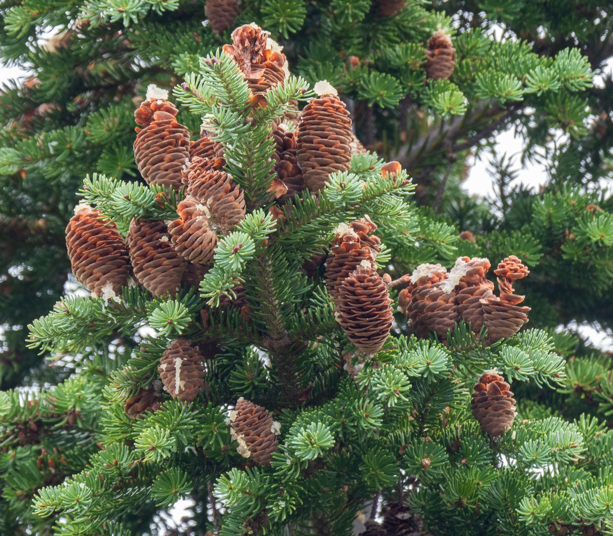 <p>balsam fir, Abies balsamea, Pinaceae</p>