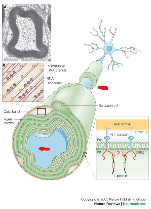 <p><span style="background-color: transparent;"><span>The thin tail-like structure of a neuron that generates and conducts nerve impulses</span></span></p>
