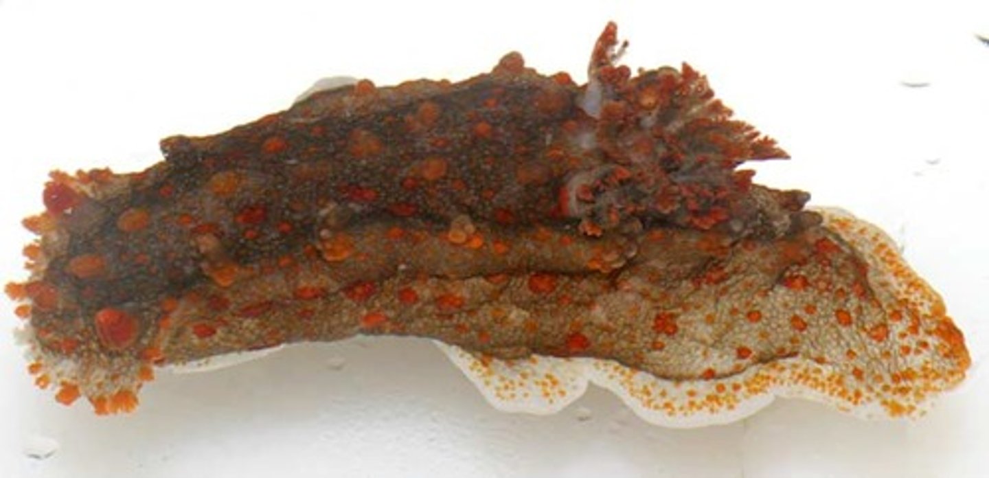 <p>magfoting. Ofta ett skal, tydlig huvud och fot. Ögon på tentakler. Långsamma, betar alger med radula. Finns rovdjur som har modifierad radula. Vissa snäckor skjuter ut en harpunliknande struktur. Känner av vatten. Torsion: har vridit sin viscerala massa (sker under embryonal utveckling). Sifon: förlängning av mantelhålan</p><p>Finns framåtgälande och bakåtgälande (mantelhålen pekar bakåt eller nåt: kan ha gift istället för ett skal, ofta färgglada.)</p>