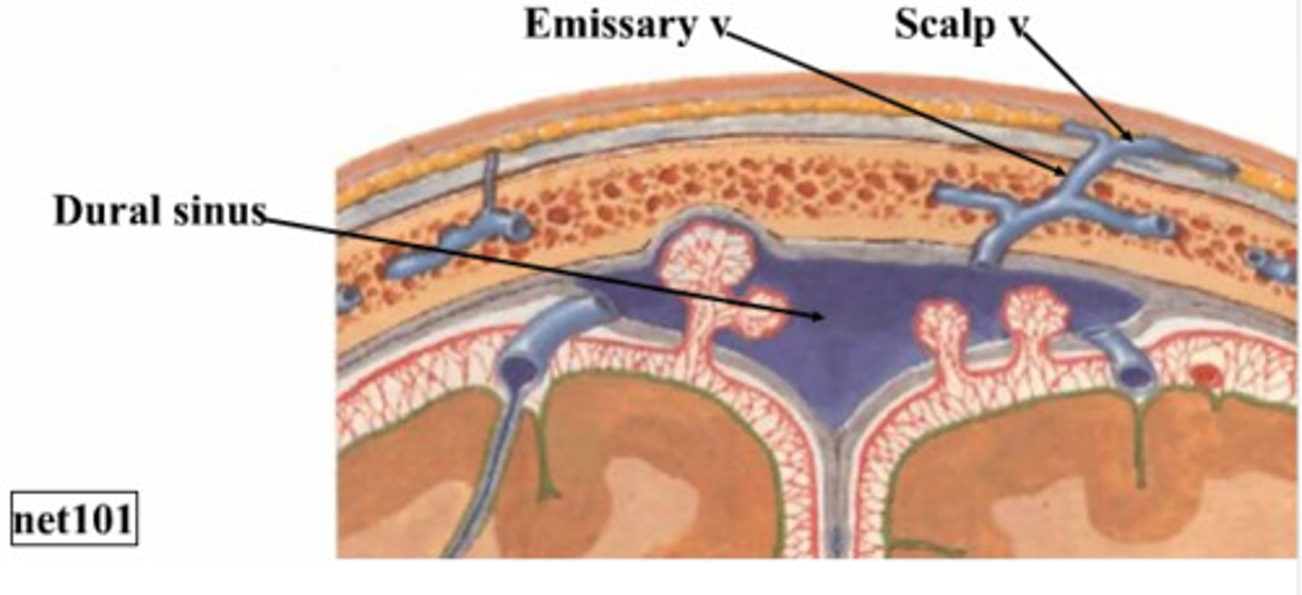 <p>Gaps within perisoteal and meningeal layers of dura mater where venous (deoxygenated) blood can collect</p>