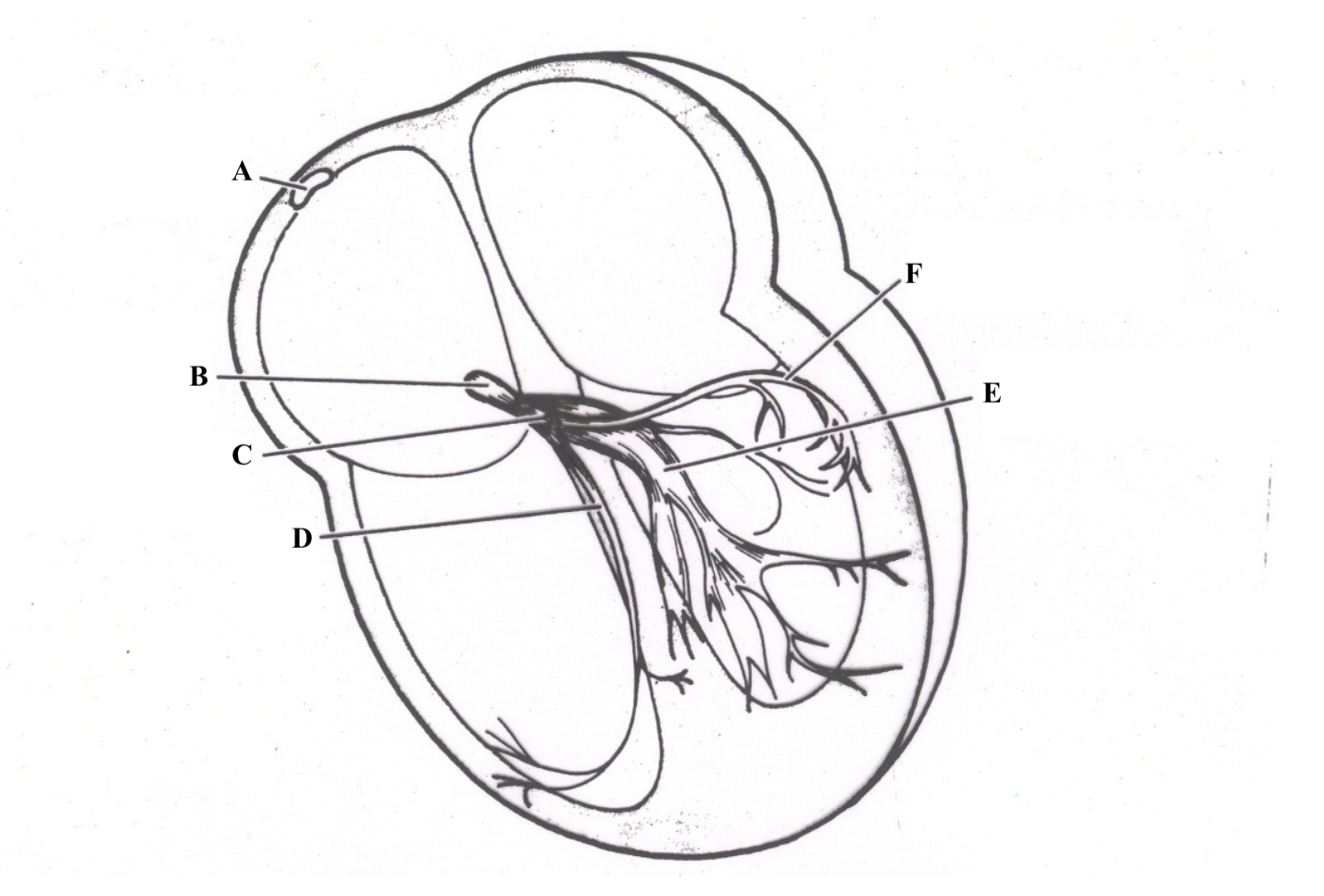 <p>Structure A is the ______ ______.</p>