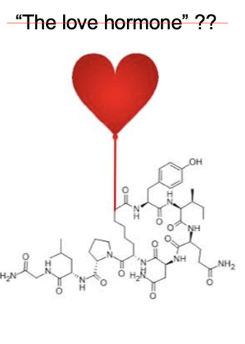 <p><strong>Oxytocin</strong>: Hormone released by the pituitary gland </p><p></p><p>Functions with social consequences: </p><p><strong>1. Triggers contractions during childbirth and lactation for breastfeeding</strong></p><p><strong>2. Pair-bonding and fidelity: Comparative studies: monogamy and oxytocin release and receptors </strong></p><p><strong>3. Heightened senses of empathy for others</strong></p><p><strong>4. Increased trust for others</strong> </p><p></p><p><strong>Love hormone: half truth:</strong> mechanism of action: contribution to effects; increasing awareness to social cues: attending to someones experience and an empathic connection  </p>