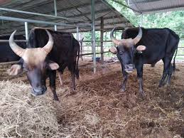 <p>We stumbled upon a ______ barn, its paint peeling and its doors barely hanging on.</p><p class="style_collocation__trans__nAf6q"><em>Chúng tôi tình cờ phát hiện ra một cái chuồng bò xuống cấp, sơn bong tróc và cửa gần như không còn đứng vững.</em></p>