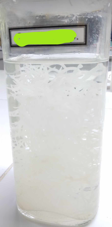 <p>also known as irish moss or ogonori, is a genus of red algae; notable for its economic importance as an agarophyte meaning that it is used to make agar, as well as its use as a food for humans and various species of shellfish</p>