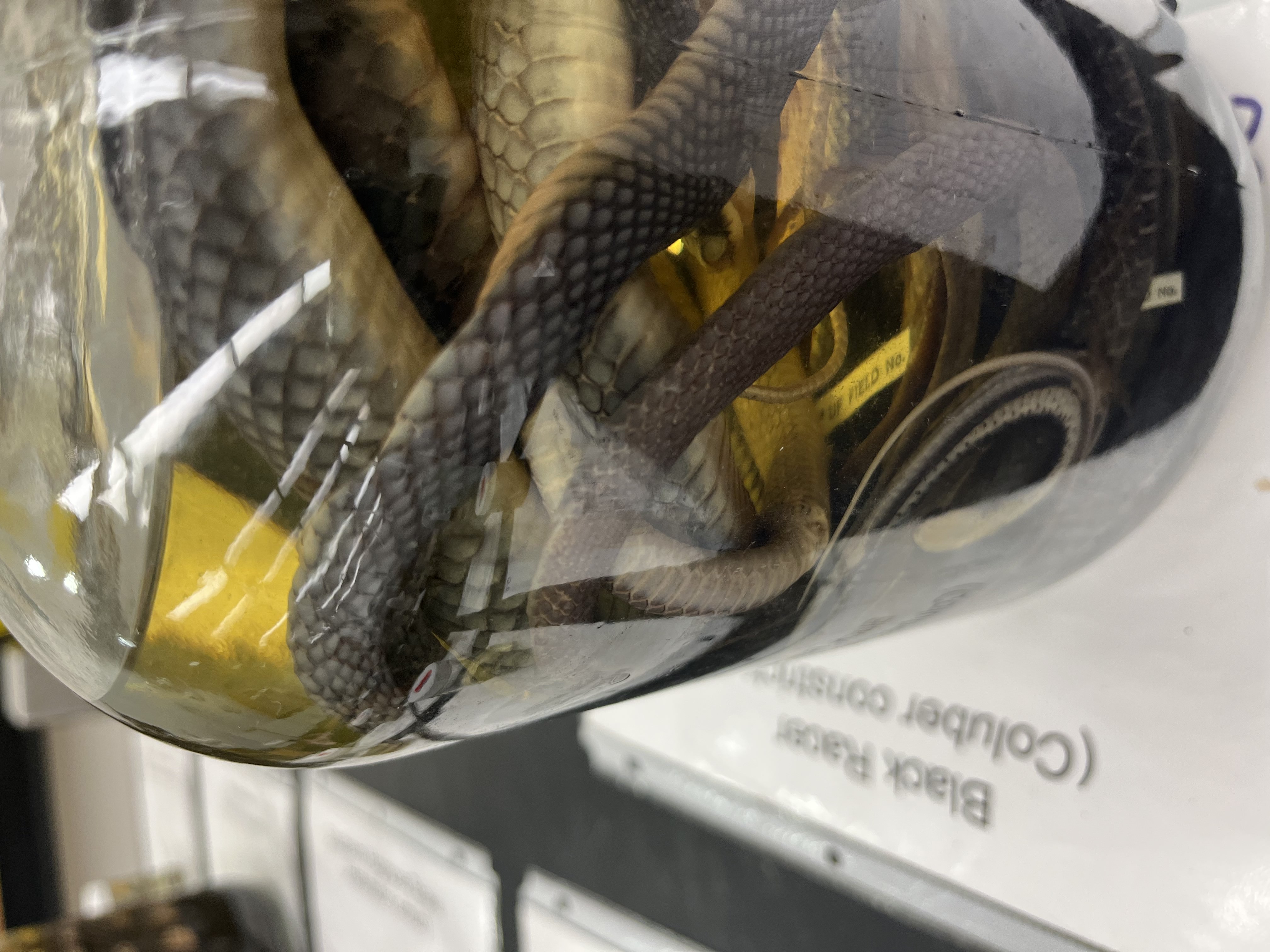 <ul><li><p>medium size</p></li><li><p>black body</p></li><li><p>ridge on spine</p></li><li><p>white belly</p></li><li><p>very distinct scales</p></li></ul><p></p>