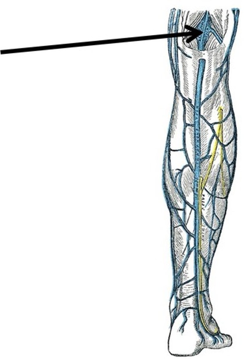 <p>- begins when femoral AA. passes through adductor hiatus</p><p>- ends when division starts of anterior and posterior tibial arteries</p><p>- gives rise to genicular arteries</p>