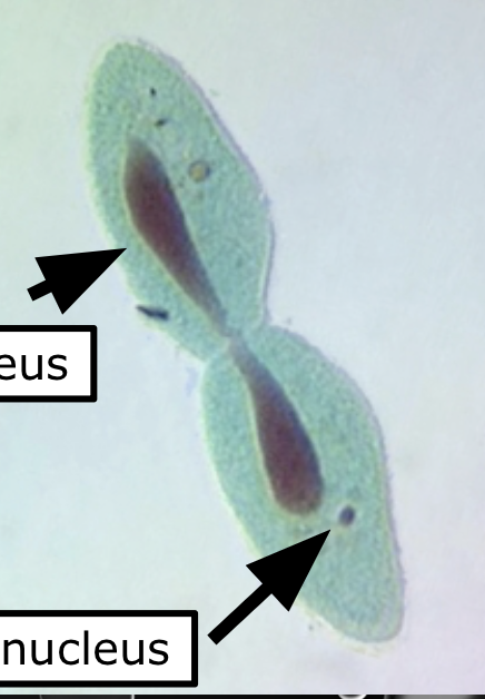 <p>What is the asexual reproduction of ciliates</p>