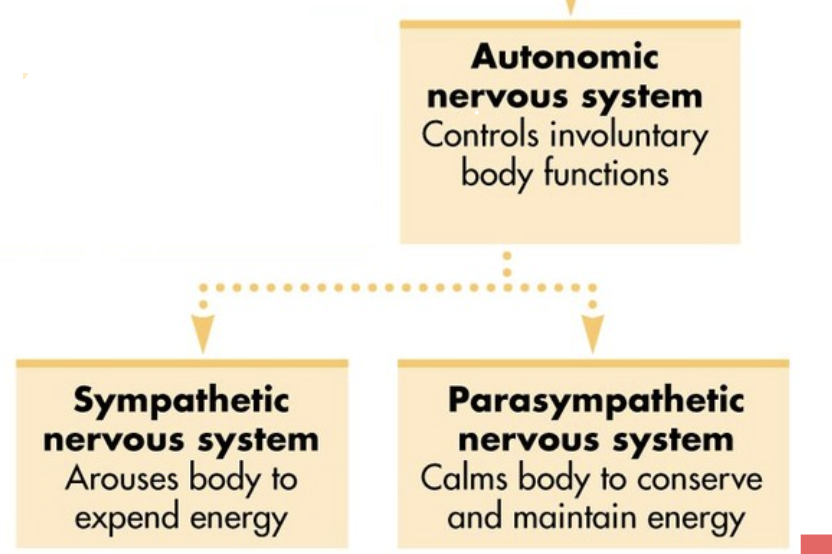 <p><span style="background-color: transparent;"><span>Prepares the body for stressful situations through arousal - Fight or flight </span></span></p>
